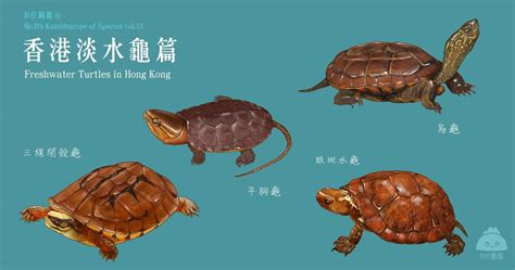 烏龜 水 屬蛇個性